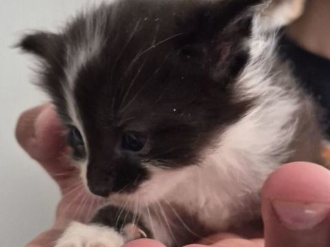 a r&eacute;server chatons Europ&eacute;en crois&eacute; Maine Coon 0 38630 Les avenières