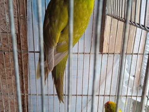 Couple kakariki 35 33450 Saint-sulpice-et-cameyrac