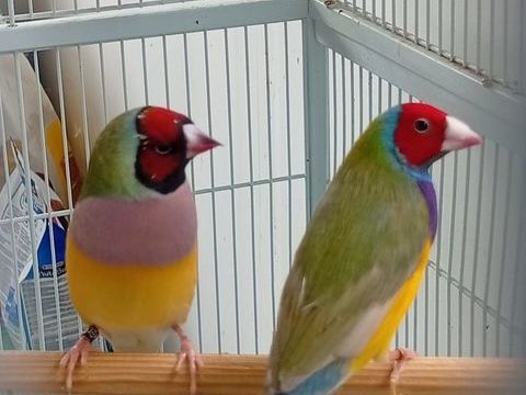 Couples de goulds, kittliz, canari et moineaux 40 01170 S�gny