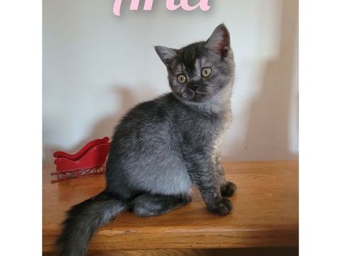 Chaton British shorthair  1100 59230 Saint-amand-les-eaux