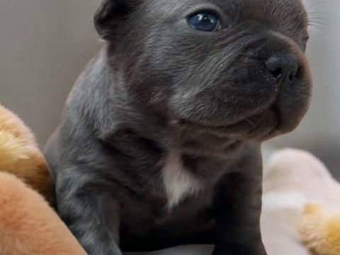 Bouledogue fran&ccedil;ais exotique 1000 24200 Sarlat-la-can�da