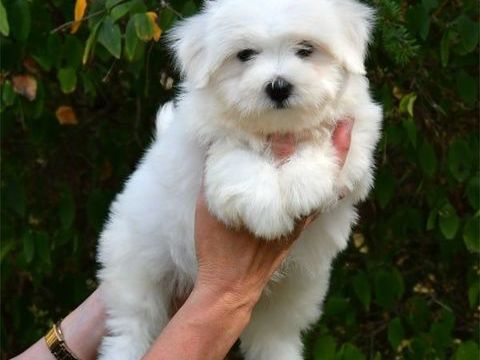 Magnifiques chiots Coton de tulear 410 51100 Reims