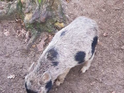 Cochons miniatures gottigen 50 45290 Langesse