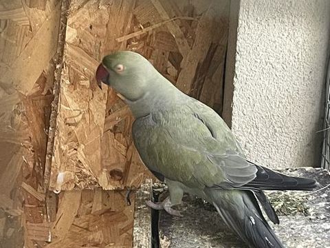 Couple perruche &agrave; collier 200 91800 Boussy-saint-antoine