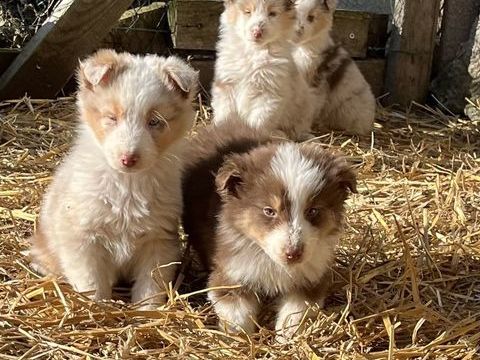 Chiots bergers australiens 700 43350 Bellevue-la-montagne
