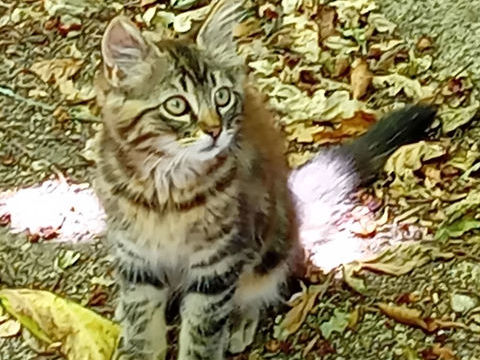 donne chatons 0 37190 Saché