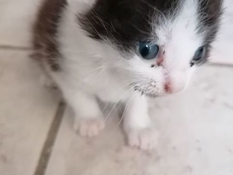 chaton cherche perle rare 0 51150 Juvigny