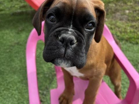 Boxer chiot 6 mois 1000 81400 Carmaux