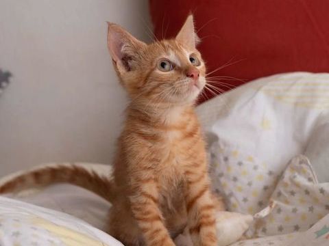 ✨️ NIRO ✨️ 🐱 210 95230 Soisy-sous-montmorency
