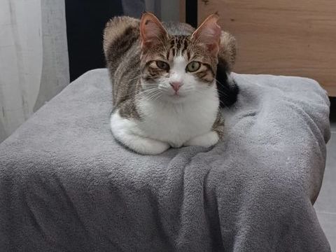 Chat BELLA à l adoption 110 26200 Montlimar