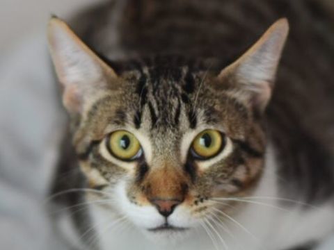 GARY 230 27620 Gasny