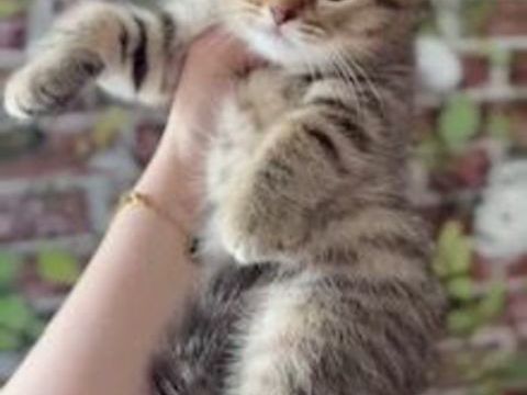 magnifique chaton british shorthair brown tabby 0 94160 Saint-mandé