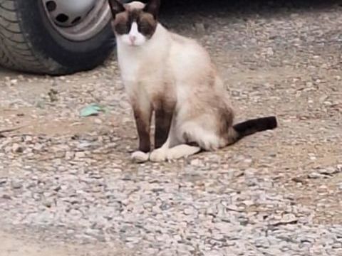 Magnifique Siamoise abandonnée cherche une famille aimante 0 34420 Villeneuve-ls-bziers