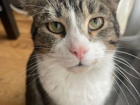 DOUILLET CHAT TIGRE BLANC 8 ANS 195 92260 Fontenay-aux-roses
