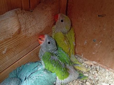 &agrave; C&eacute;der 40 86220 Dang�-saint-romain