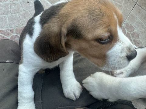 chiots beagle lof 900 13700 Marignane