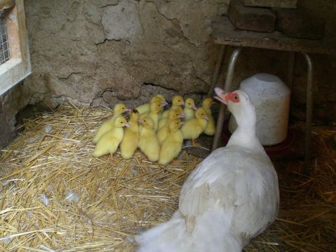 Caneton canard de barbarie 5 26400 Grane