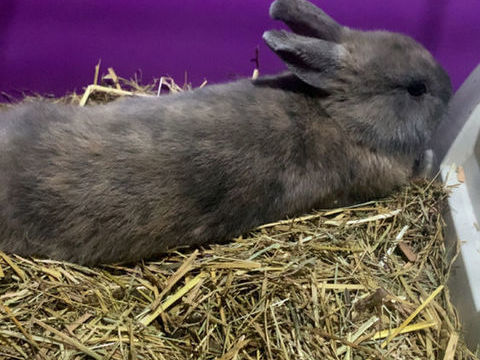 lapin nain 35 63300 Thiers