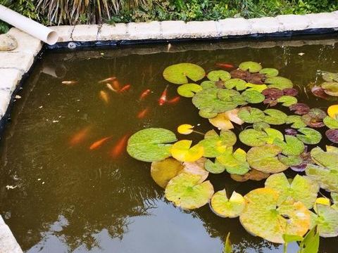 Poissons rouges 3 17240 Clion
