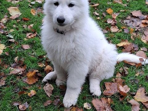 Chiots berger blanc suisse 1300 56800 Taupont