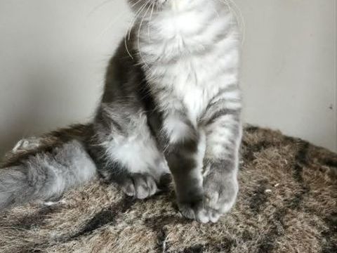 sublime Chaton maine coon loof  1600 77640 Jouarre