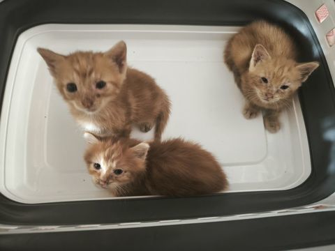 Chatons 0 79800 Pamproux
