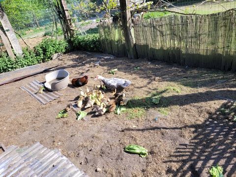 Canetons de barbarie 160 50740 Carolles