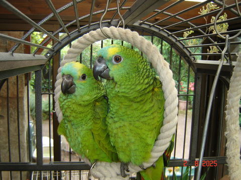 perroquet amazone 900 58140 Saint-andr-en-morvan