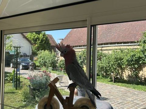 Perroquet rosalbin élevé à la main 900 28210 Nogent-le-roi