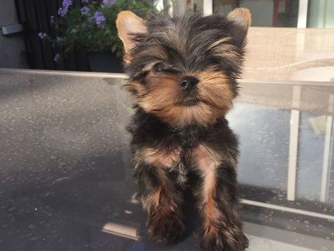 Magnifique bébé yorkshire 980 83720 Trans-en-provence