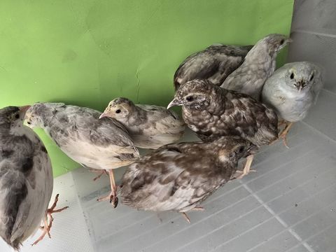 Jeune caille de chine 5 14000 Caen