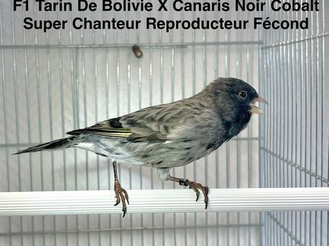 Tr&egrave;s Beaux Hybride F1 Tarin De Bolivie X Canaris Cobalt 2025 190 94450 Limeil-br�vannes
