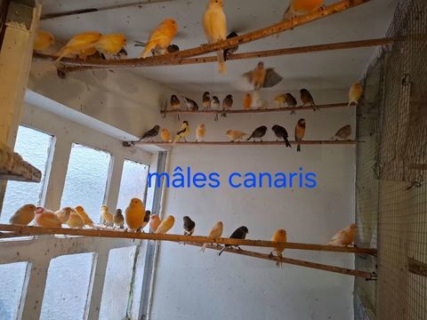 M&acirc;les et femelle canaris 30 59310 Orchies
