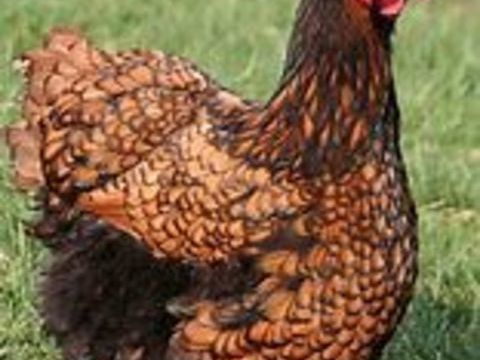 Poule orpington argent&eacute; ou odal ( fauve a liser&eacute; noir ) 39 77540 Courpalay