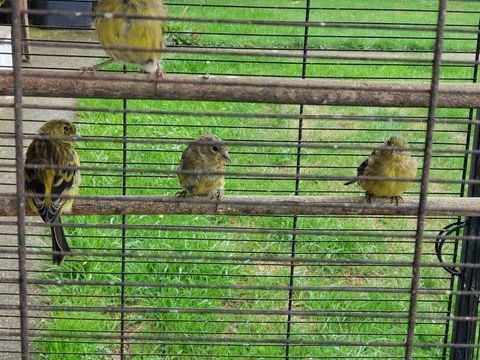 Tarin Magellan( canari ) 
Jeunes de 4 mois 20 80150 Estrées-lès-crécy