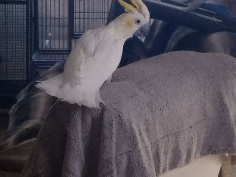 Perroquet 1200 47200 Fourques-sur-garonne