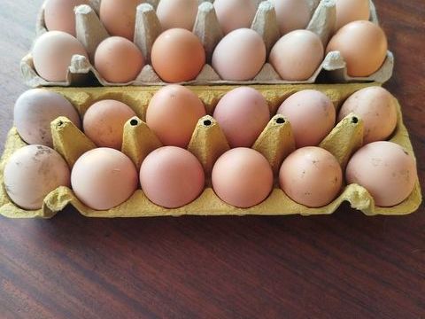 Oeufs de poules 3 36200 Chavin