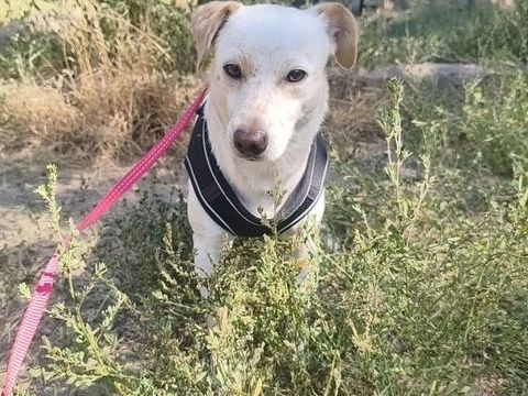 A L'ADOPTION HARRY 0 75018 Paris