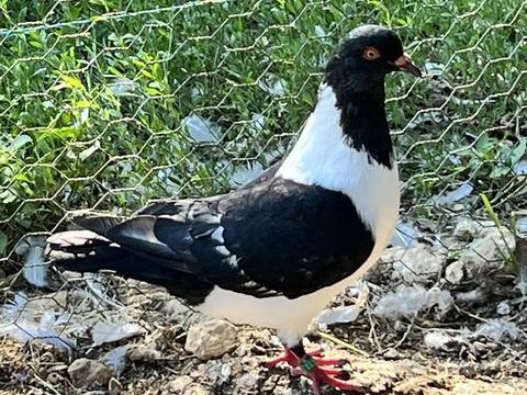 Pigeons : Strasser de Moravie 15 24380 Fouleix