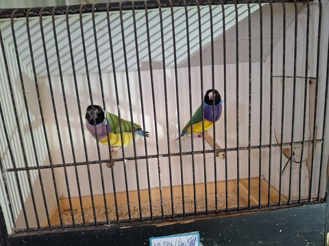 Diamant de gould 75 17600 Saujon