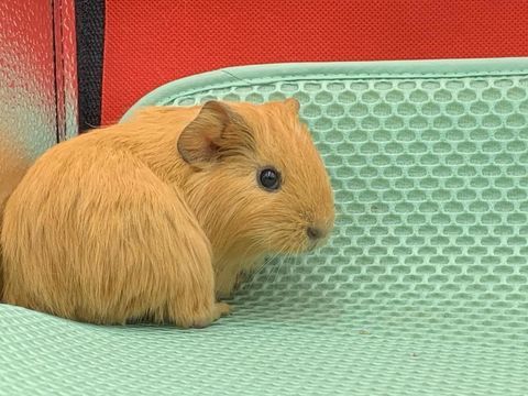 cochon  dinde upl pois ras
20 13009 Marseille