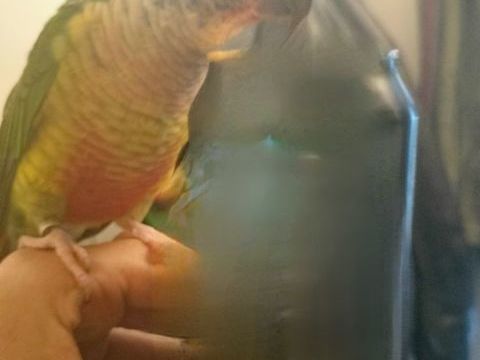 PERDU OISEAU  PARIS 10 (Lariboisi&egrave;re / Guy-Patin)
0 75010 Paris