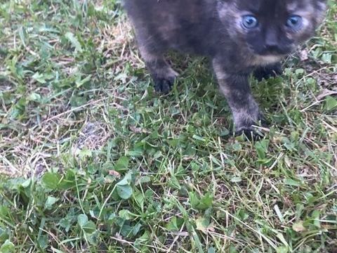 Don contre bon soin de 4 chatons 1 m&acirc;le et 3 femelles. 0 93270 Sevran
