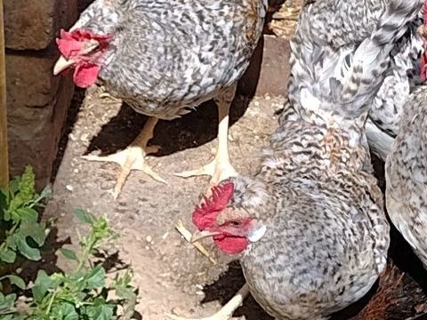 coq pure race 
15 28160 Bullou