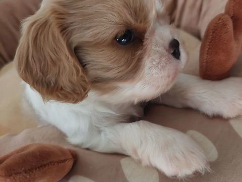 Cavalier king charles 1200 16220 Vouthon