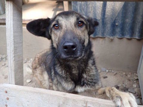 Bagster en urgence, à l'adoption 300 45000 Orlans