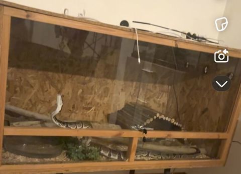 Python avec terrarium 180 11120 Ginestas