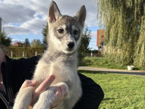 Chiot husky lof 1000 76780 Sigy-en-bray