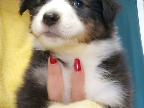 Chiots Bergers Australiens LOF à réserver
1600 33830 Belin-bliet