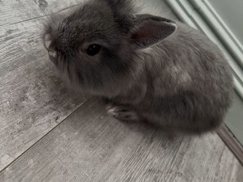 Lapin t&ecirc;te de lion 150 36000 Châteauroux